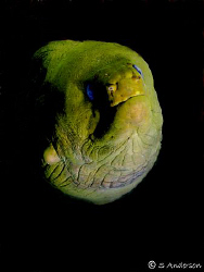Spooky! This large Green Moray was very friendly despite ... by Steven Anderson 